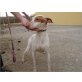 Martina, Podenco Mix - Hündin