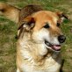 Martina, Schäferhund - Mastin-Mix - Hündin