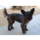 Martina, Yorkie Mix - Hündin