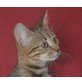 Martini, Mischling - Katze