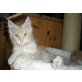 Marvik Coon DUCATI, Maine Coon - Kater