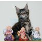 Mary Ann, Maine Coon - Katze