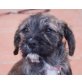 Mary, Border Terrier Mix Welpen - Hündin