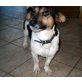 Mary, Jack Russel unbekannt - Hündin