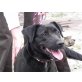 Mary, Labrador - Hündin