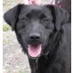 Mary, Labrador-Mischlingshündin - Hündin