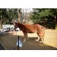 Mary Lehn ( mona), Welsh Pony - Stute