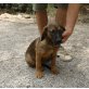 Mary Lou, groß werdender Mix - Hündin