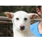 Mary Lou, wunderbare weiße Schäferhund Welpen - Hündin