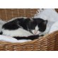 Mary, Mary sucht ein zu Hause - Katze