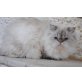 Mary Poppins of Jesscor Cats , Perser Colourpoint - Katze