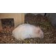 Mary, Teddyhamster - weiblich