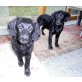 Mary und Mendy, FlatcoatRetrieven-Labi - Hündin