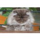 Maryhill Umbra, Perser - Katze