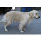 Marylin, Golden Retriever - Hündin