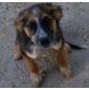 Marylou, lebt im Tierheim von Patras, Mischling Welpen - Hündin