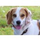 Marzipan, Beagle-Dackel-Mix - Hündin