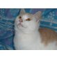 Marzipan, Britisch Kurzhaar - Kater