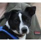 Marzipan, Jack Russell Mix - Rüde