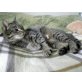 Mascha, Europäische Kurzhaarkatze - Katze