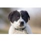 Masha, Eurasier- und Border Collie Mischung? Welpen - Hündin