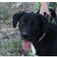 Masha, Labrador Doggen Mix - Hündin