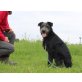 Masha, Schnauzer-Mischling - Hündin