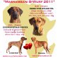 Mashambani, Rhodesian Ridgeback Welpen - Hündin