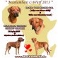 Mashambani, Rhodesian Ridgeback Welpen - Hündin
