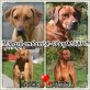 Mashambani Rhodesian Ridgeback Züchter, Rhodesian Ridgeback - Hündin