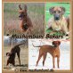 Mashambani Welpen, Rhodesian Ridgeback Welpen - Hündin