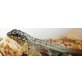 Maskenleguan - männlich