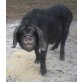 Maskenschwein - männlich