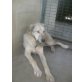 Masti, Deutsche Dogge-Kangal Mix - Rüde