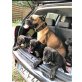 Mastiff/Cane Corse Welpen - Hündin