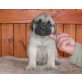 Mastiff - Rüde