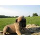 Mastiff - Rüde