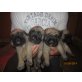 Mastiff Welpen - Hündin