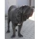 Mastino Napoletano - Hündin