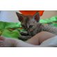 Mata Hari, Devon Rex - Katze