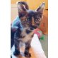 Mataki, Mischling - Katze