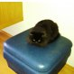 Mathilda, Britisch Langhaar - Katze