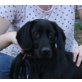 Mathilda, Cocker Spaniel Mix - Hündin