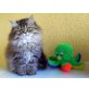 Mathilda Lilly, Perser - Katze
