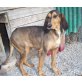Mathilda, Segugio Italiano - Hündin