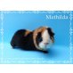 Mathilda, US-Teddy - weiblich