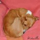 Mathilde, Katzenunverträglicher Traumhund - Hündin