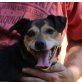 Matias, Pinscher Mischling - Rüde