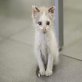 Matiko, Siam-Mix - Kater