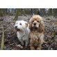 Matilda, Amerikanisch-Englische Cockerspaniel-Hündin - Hündin